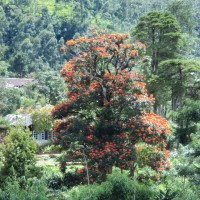 Spathodea campanulata P.Beauv.